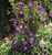 Клематис фиолетовый Найт Вейл (Clematis viticella Night Veil) 2 л контейнер 60-90 см лиана #2