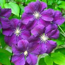 Клематис фиолетовый Этуаль Виолетт(Clematis viticella Etoile Violette) 5-6л