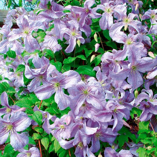 Клематис фиолетовый Эмилия Платер(Clem viticella Emilia Plater) 5л