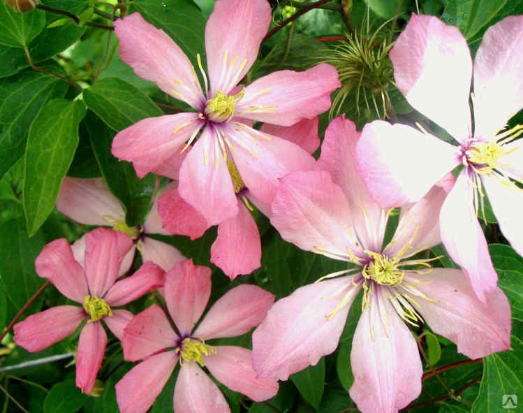 Клематис фиолетовый Айн-Нор (Clematis viticella Ai-Nor) 5л купить за 2 ...
