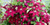 Клематис гибридный Перида (Clematis hybriden Perida) 2 л контейнер 60-90 см лиана #2