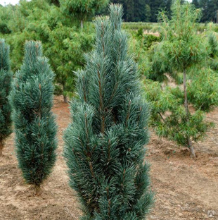 Сосна обыкновенная Фастигиата (Pinus sylvestris Fastigiata) 