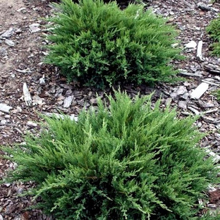 Можжевельник казацкий Тамарисцифолия (Juniperus sabina Tamariscifolia) 