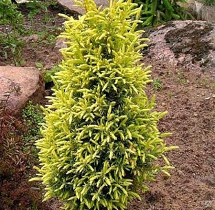 Можжевельник обыкновенный Голд коне (Juniperus communis Gold Cone) 