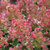 Гортензия Литтл Квик Файр (Hydrangea paniculata Little Quick Fire) 5 л НОВИНКА #1