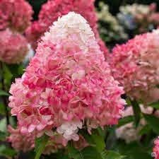 Гортензия Пинк энд Роуз (Hydrangea paniculata Pink & Rose) 5л NEW! #1