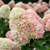Гортензия Пинк энд Роуз (Hydrangea paniculata Pink & Rose) 15л контейнер NEW! #3