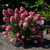 Гортензия Пинк энд Роуз (Hydrangea paniculata Pink & Rose) 5л NEW! #2