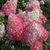 Гортензия метельчатая Пинки Промис (Hydrangea paniculata Pinky Promise) 1л 15-20см новинка #1