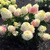 Гортензия метельчатая Пинки Промис (Hydrangea paniculata Pinky Promise) 1л 15-20см новинка #2