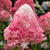 Гортензия метельчатая Пинки Промис (Hydrangea paniculata Pinky Promise) 1л 15-20см новинка #3