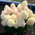 Гортензия Шуга Раш (Hydrangea paniculata Sugar Rush) 10 л NEW! #2
