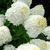 Гортензия Шуга Раш (Hydrangea paniculata Sugar Rush) 7,5л NEW! #3