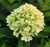 Гортензия Литтл Пэшен (Hydrangea paniculata Little Passion) 5 л NEW! #3