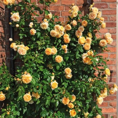 Роза Кроун Принцесса Маргарет: фото, описание и отзывы — новости и советы по садоводству | Садовый рай