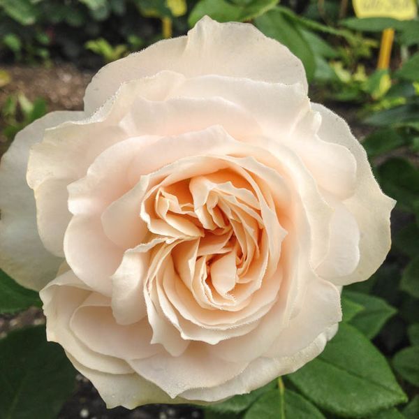Роза флорибунда Фру Норбю (Rosa floribunda Fru Norby ) 6л