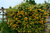 Жимолость Тельмана (Lonicera tellmanniana) 2л. 60-90 см. #2
