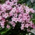 Вейгела цветущая Пинк Поппет (Weigela florida Pink Poppet) 5л 20-30 см #3