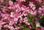 Вейгела цветущая Пинк Поппет (Weigela florida Pink Poppet) 5л 20-30 см #2