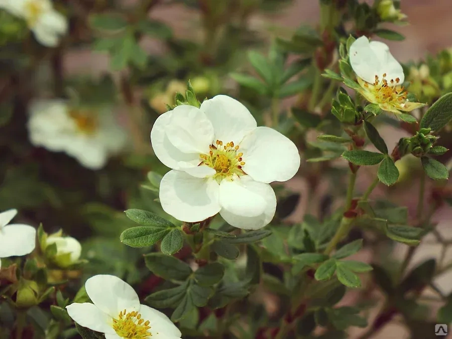 Лапчатка кустарниковая Крем Брюле (Potentilla fruticosa Crème Brûlée ...