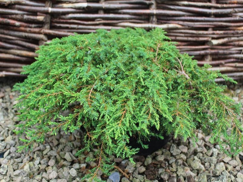 Можжевельник обыкновенный Грин Карпет (Juniperus communis Green Carpet) 7,5л 40-50см
