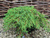Можжевельник обыкновенный Грин Карпет (Juniperus communis Green Carpet) 7,5л 40-50см #1