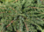 Можжевельник обыкновенный Грин Карпет (Juniperus communis Green Carpet) 7,5л 40-50см #2