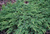Можжевельник обыкновенный Грин Карпет (Juniperus communis Green Carpet) 7,5л 40-50см #3