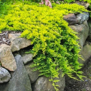Можжевельник горизонтальный Голден Карпет (Juniperus horizontalis Golden Carpet) 5 л 30-50 см #1