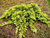 Можжевельник горизонтальный Голден Карпет (Juniperus horizontalis Golden Carpet) 5 л 30-50 см #2