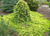 Можжевельник горизонтальный Голден Карпет (Juniperus horizontalis Golden Carpet) 5 л 30-50 см #3