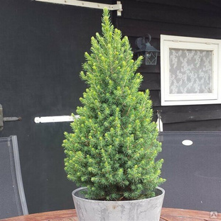 Ель канадская Перфекта (Picea glauca Perfecta) 5л 40-50см #1