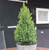 Ель канадская Перфекта (Picea glauca Perfecta) 5л 40-50см #1