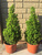 Ель канадская Перфекта (Picea glauca Perfecta) 5л 40-50см #3