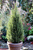 Ель канадская Перфекта (Picea glauca Perfecta) 5л 40-50см #2