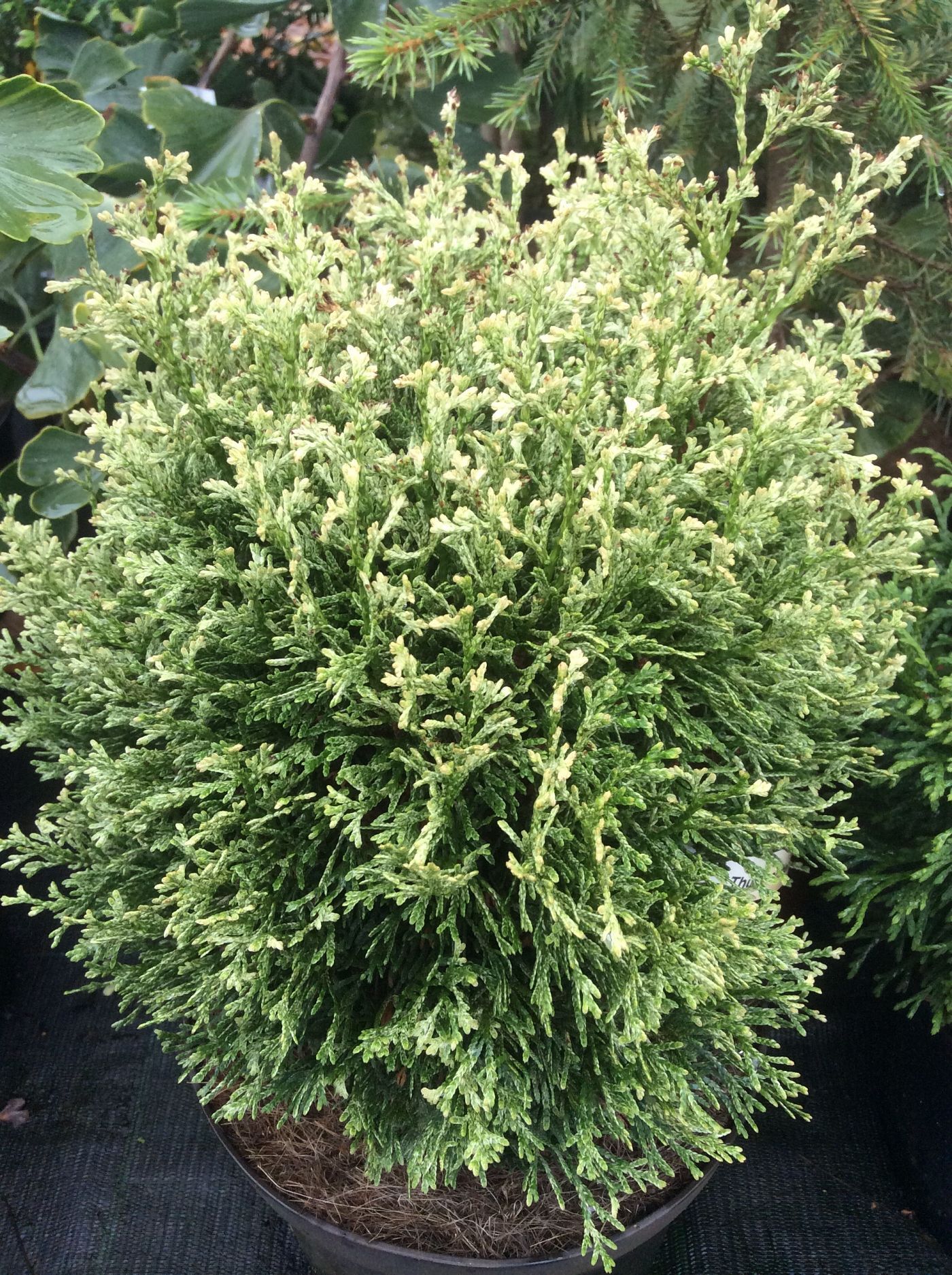 Туя западная Мисс Фрости (Thuja occidentalis Miss Frosty) 5л 15-20см 1