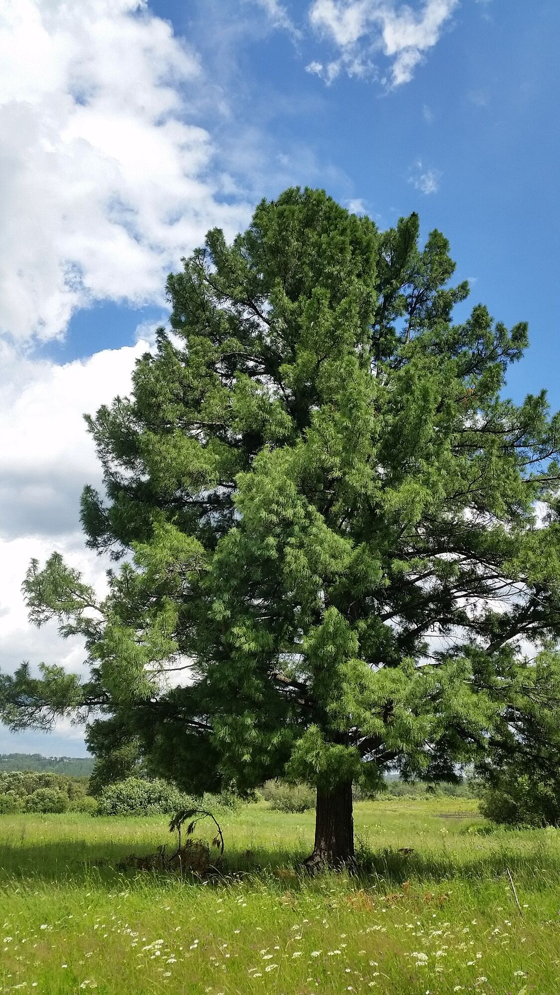 Сосна кедровая сибирская (Pinus sibirica) 5 л 20-25см