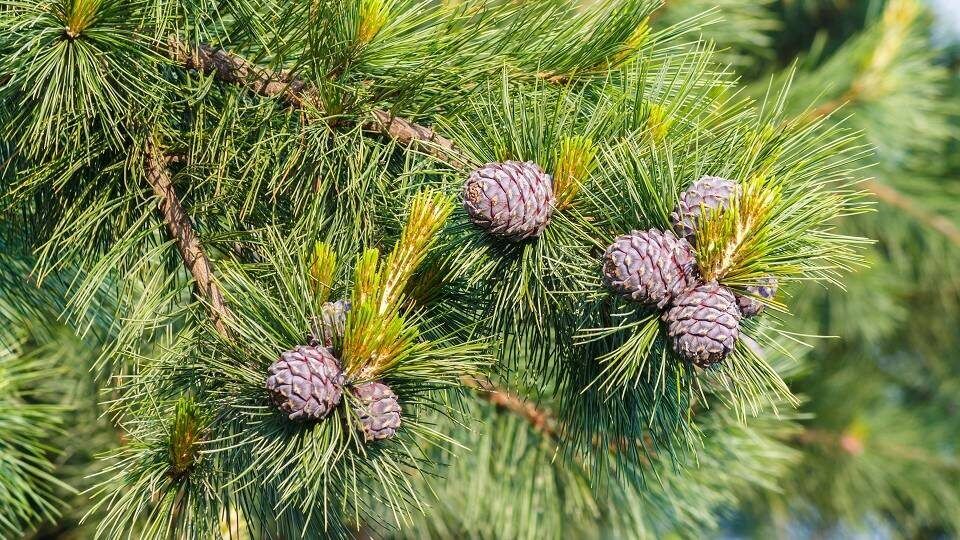 Сосна кедровая сибирская (Pinus sibirica) 5 л 20-25см 3