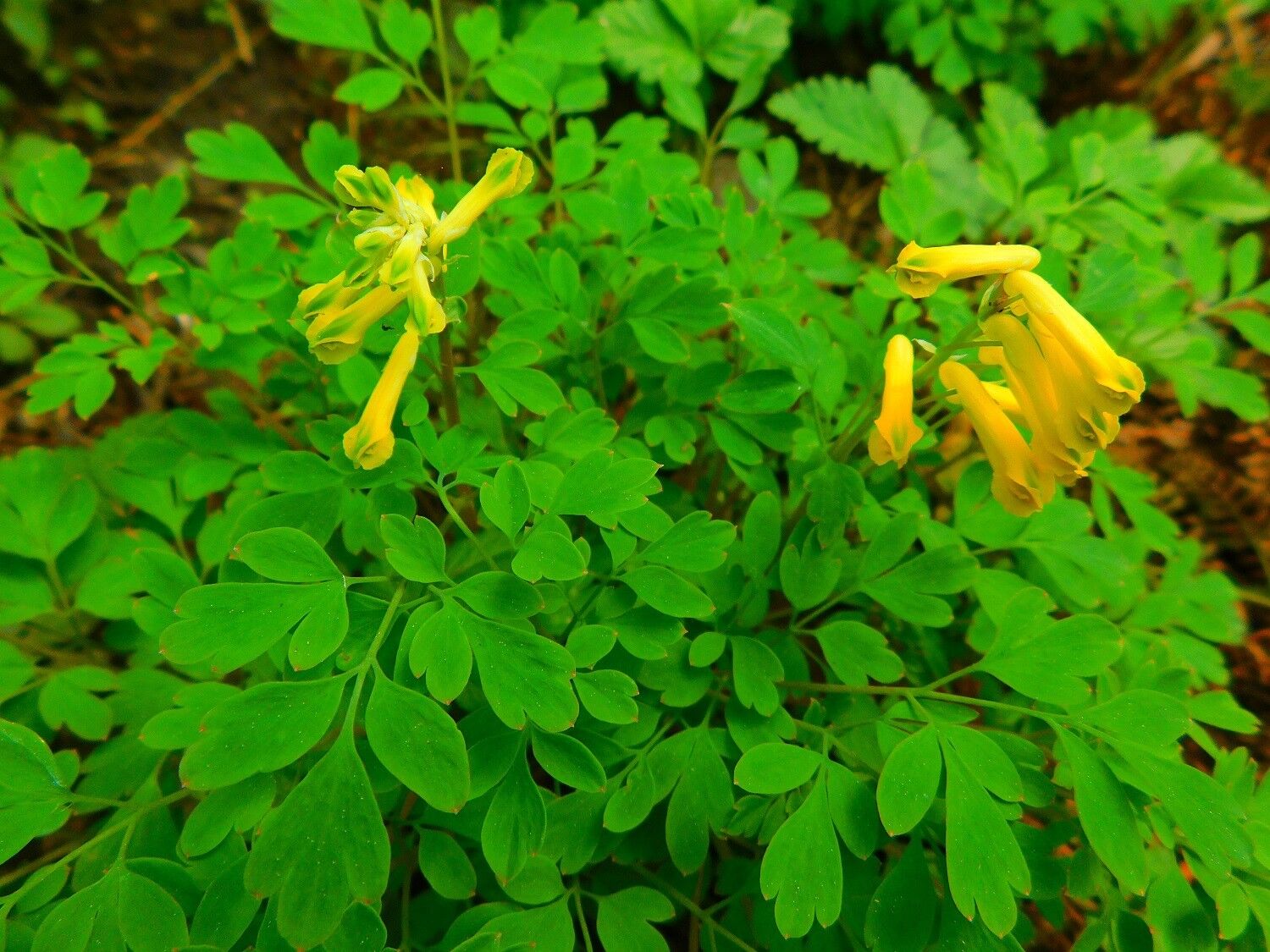 Хохлатка Жёлтая (Pseudofumaria Lutea) 2л 2