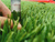 Искусственный газон 8800 dteks двухцветный темно-зеленый и светло-зеленый, 40 мм #7