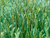 Искусственный газон изумрудный и оливковый, 60 мм #10
